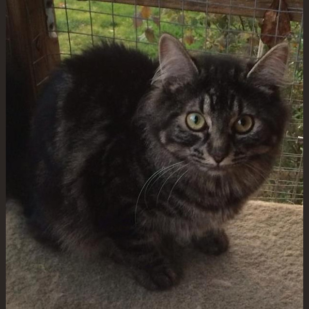 Photo of Willow