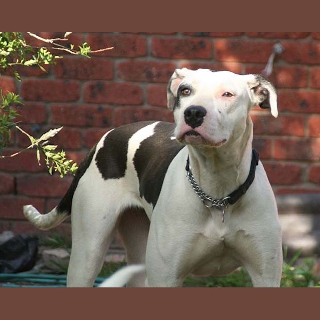 Photo of Indii