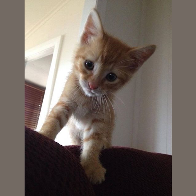 Photo of Barley