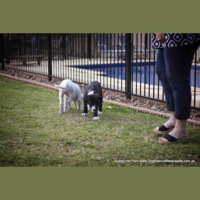 Photo of Tulip (On Trial 14/12/14)~ Lab X Bull Arab Puppy