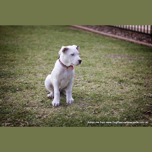 Photo of Tulip (On Trial 14/12/14)~ Lab X Bull Arab Puppy