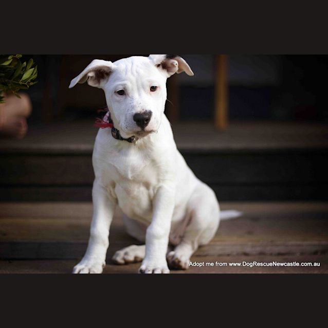 Photo of Tulip (On Trial 14/12/14)~ Lab X Bull Arab Puppy