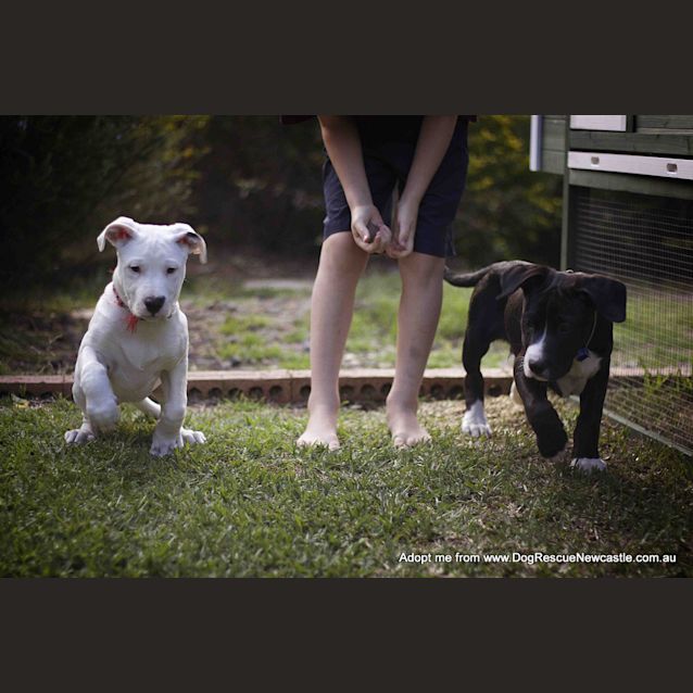 Photo of Tulip (On Trial 14/12/14)~ Lab X Bull Arab Puppy