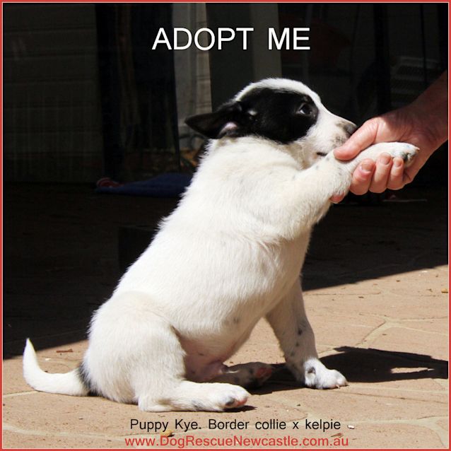 Photo of Puppy Kye (On Trial 1/11/14) ~ Bc X Kelpie