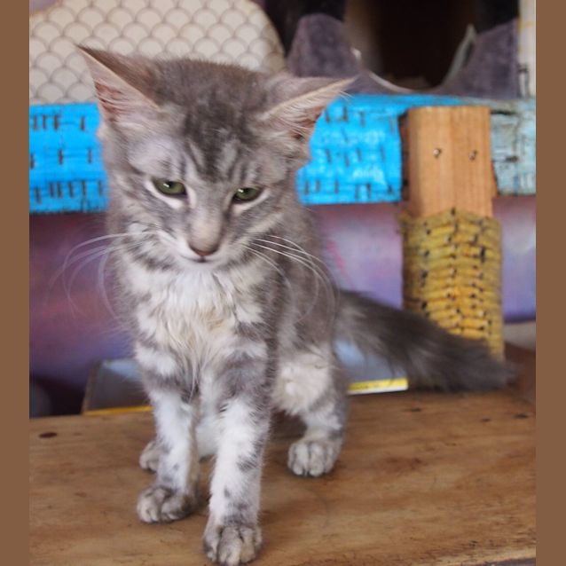 Photo of Beryl