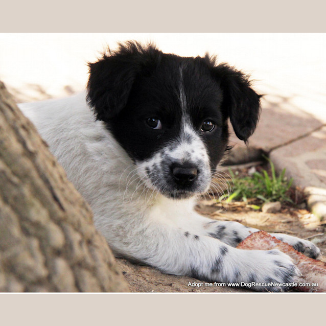 Photo of Puppy Addison (On Trial 1/11/14)~ Bc X Kelpie