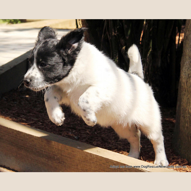 Photo of Puppy Addison (On Trial 1/11/14)~ Bc X Kelpie