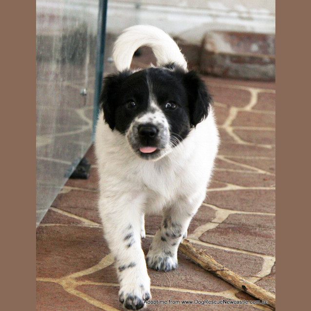 Photo of Puppy Addison (On Trial 1/11/14)~ Bc X Kelpie