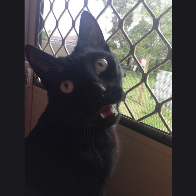 Photo of Barney
