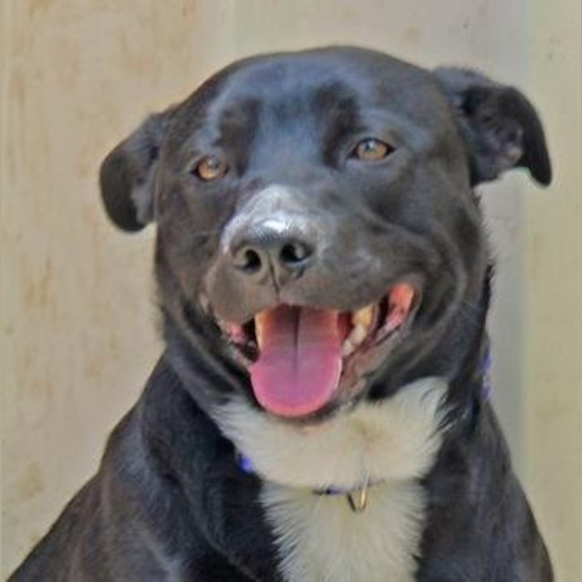 Photo of Chief