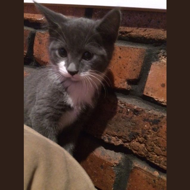 Photo of Paris And Georgia   Dual  (Pre Adopt)