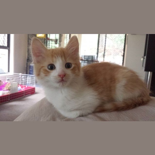Photo of Oliver