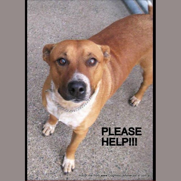 Photo of Red (Adopted)~ Female Red Cattle X Staffy