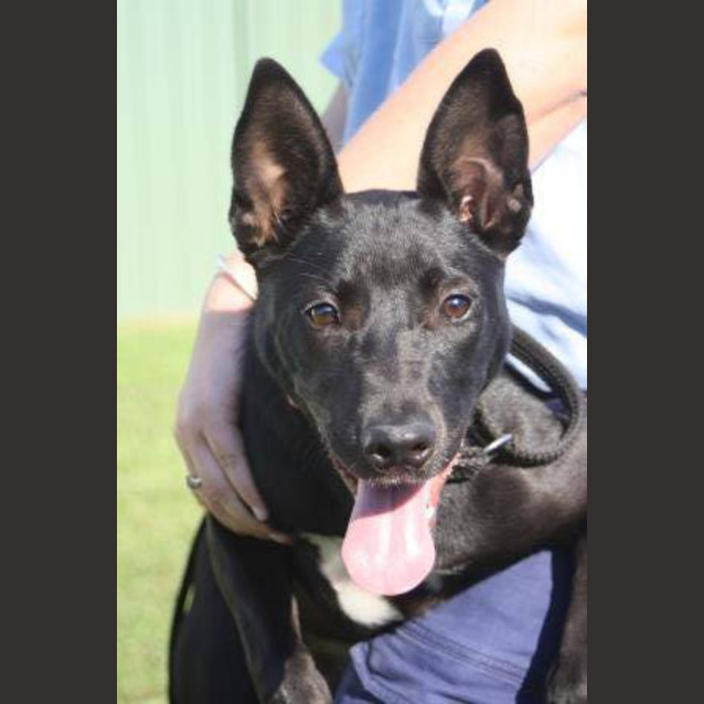 Photo of Ceecee Dl756