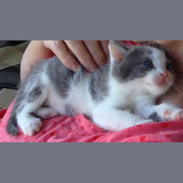 Photo of Smokey