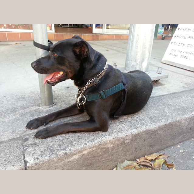 Photo of Meeka