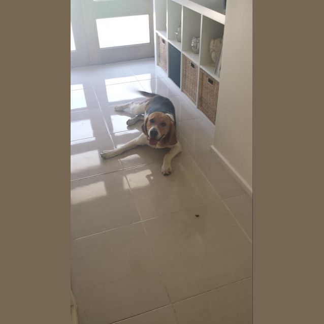 Photo of Billy Boy Beagle!