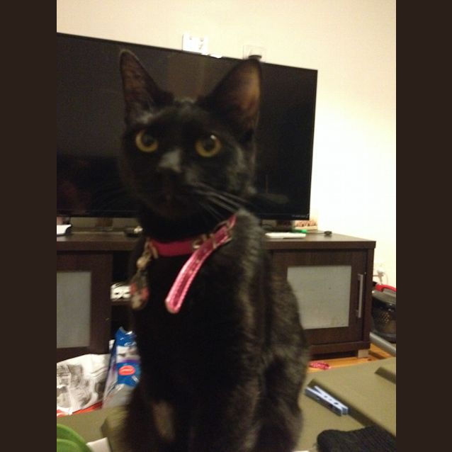 Photo of Bella