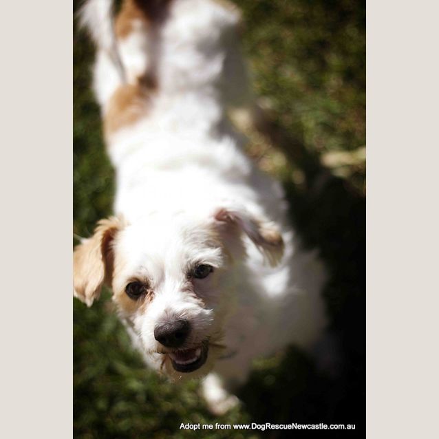 Photo of Bobby (On Hold Pend Adopt)~ Maltese X Cavalier