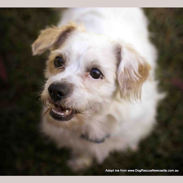 Photo of Bobby (On Hold Pend Adopt)~ Maltese X Cavalier