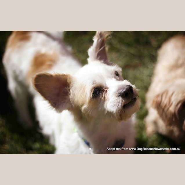Photo of Bobby (On Hold Pend Adopt)~ Maltese X Cavalier