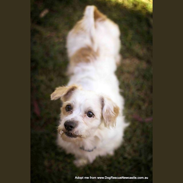 Photo of Bobby (On Hold Pend Adopt)~ Maltese X Cavalier