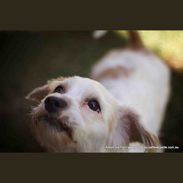 Photo of Bobby (On Hold Pend Adopt)~ Maltese X Cavalier