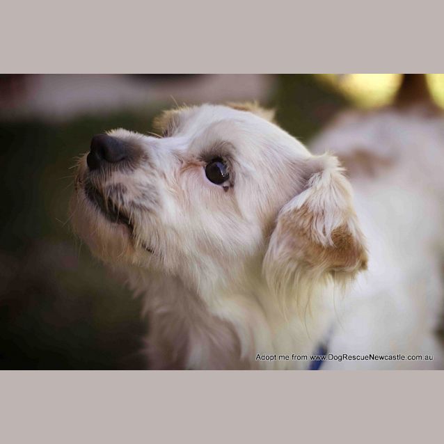 Photo of Bobby (On Hold Pend Adopt)~ Maltese X Cavalier