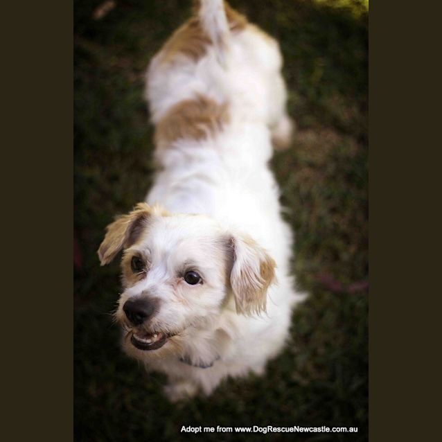 Photo of Bobby (On Hold Pend Adopt)~ Maltese X Cavalier