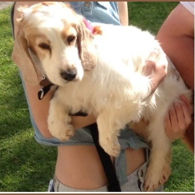 Photo of Jazz The Spaniel
