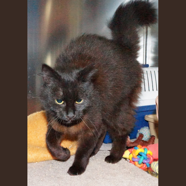 Photo of Smudge
