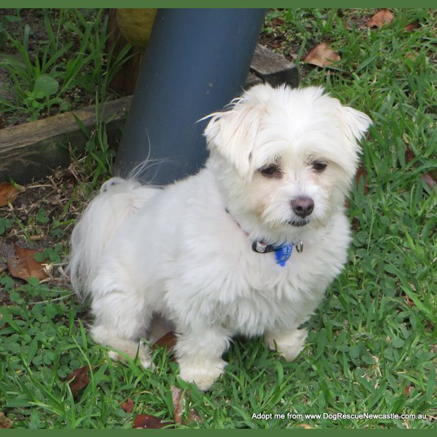 Photo of Pixie (On Trial 24/10/14) ~ Maltese, 4yo