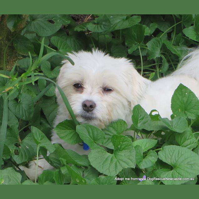 Photo of Pixie (On Trial 24/10/14) ~ Maltese, 4yo