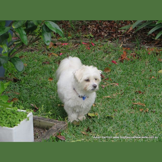 Photo of Pixie (On Trial 24/10/14) ~ Maltese, 4yo
