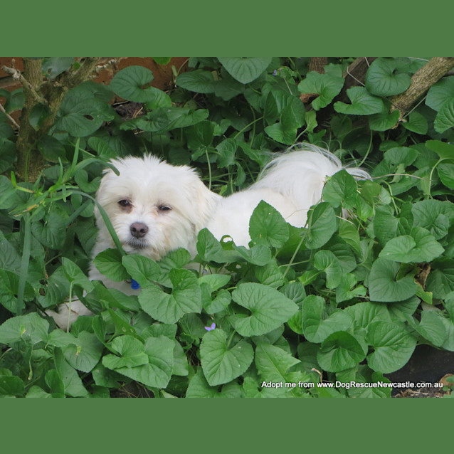 Photo of Pixie (On Trial 24/10/14) ~ Maltese, 4yo