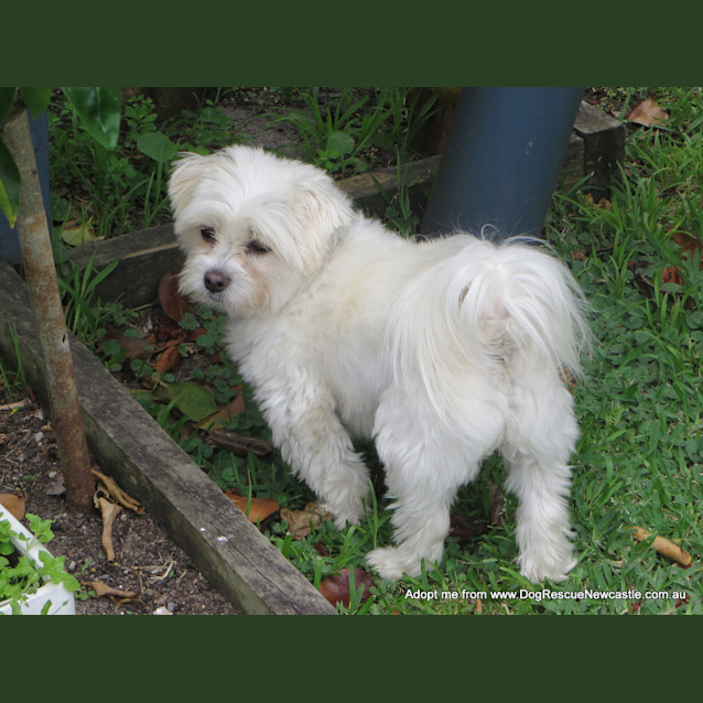 Photo of Pixie (On Trial 24/10/14) ~ Maltese, 4yo