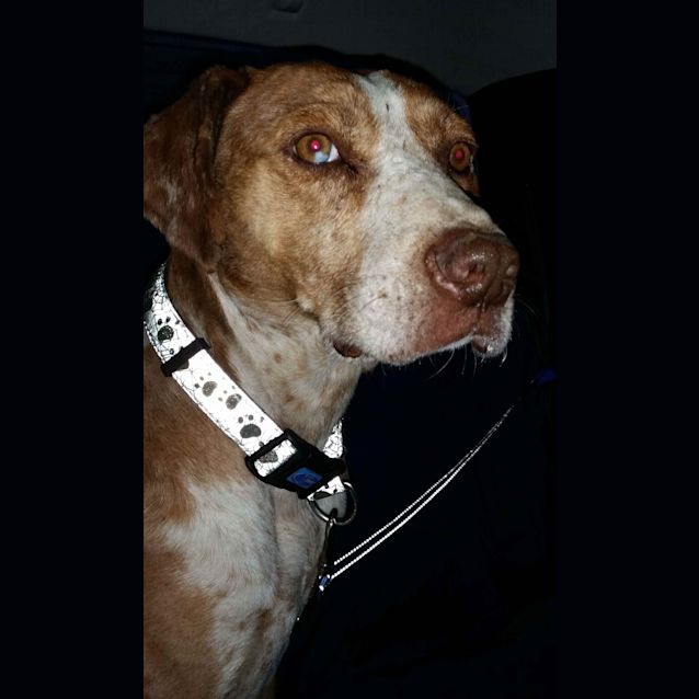 Photo of Lucky