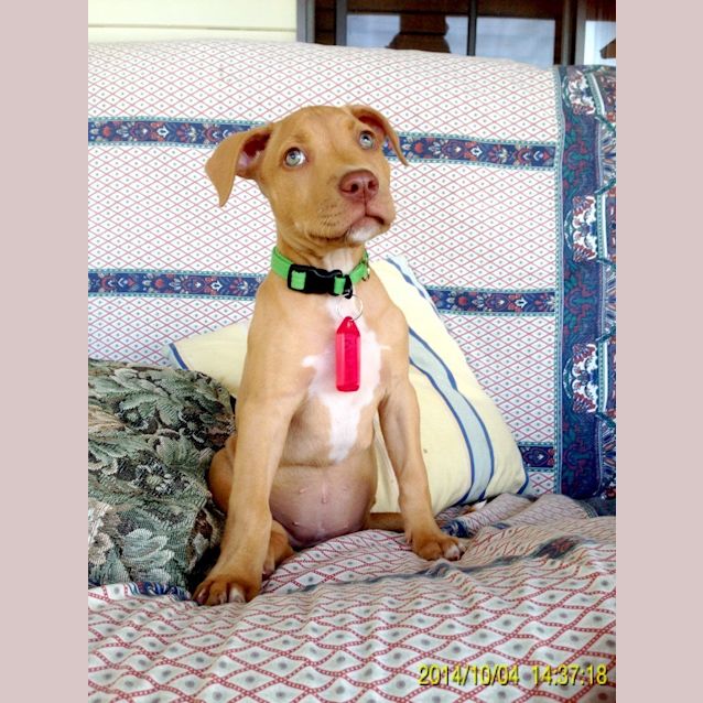 Photo of Piklet