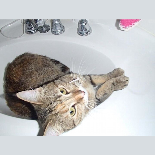 Photo of Gypsy
