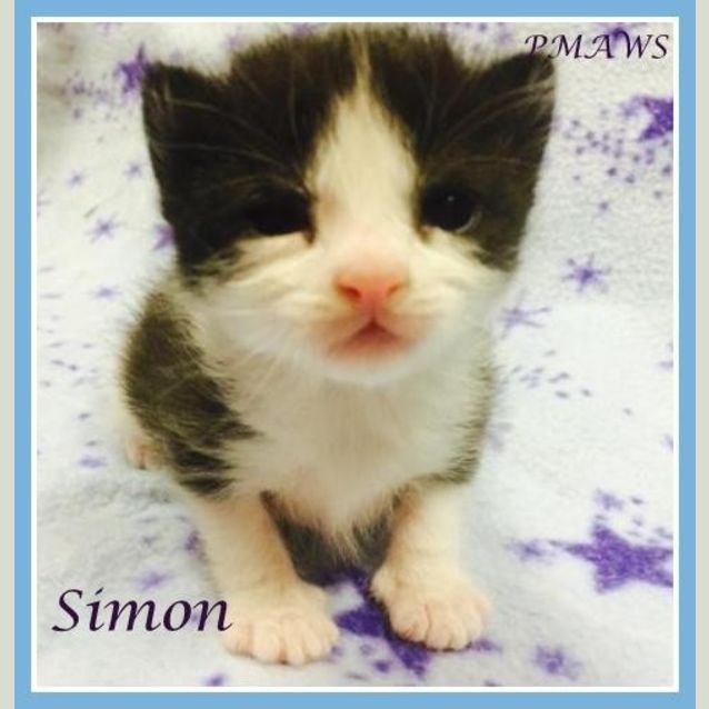 Photo of Simon