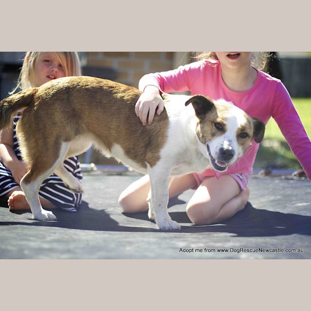 Photo of Shorty (On Trial 31/10/14) ~ Female, Beagle X