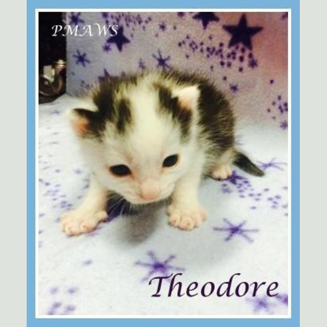 Photo of Theodore