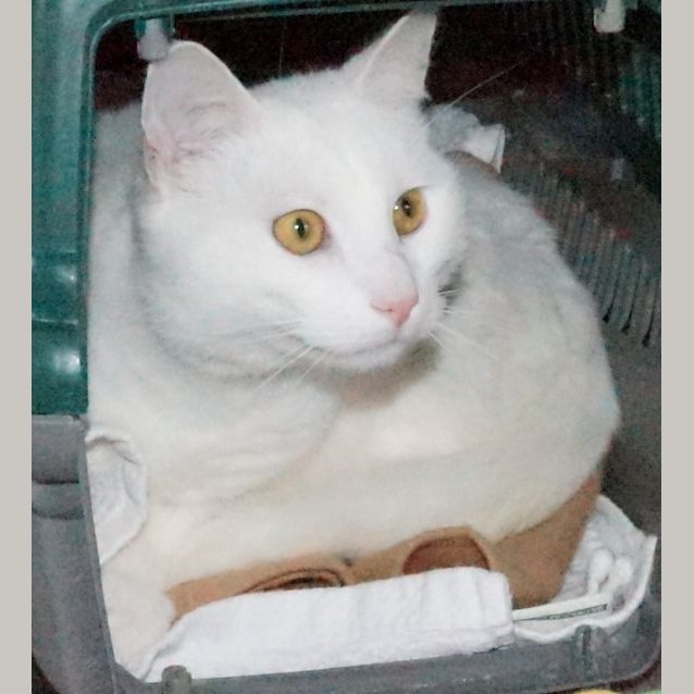 Photo of Drifter