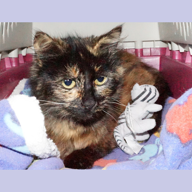 Photo of Mittens