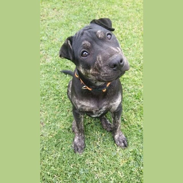 Photo of Trinity! Puppy Great With Cats Dogs U Name It!!