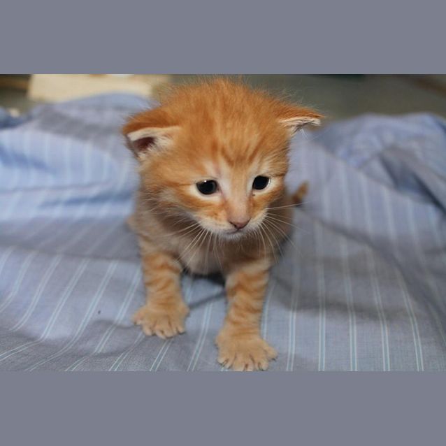 Photo of Goku 