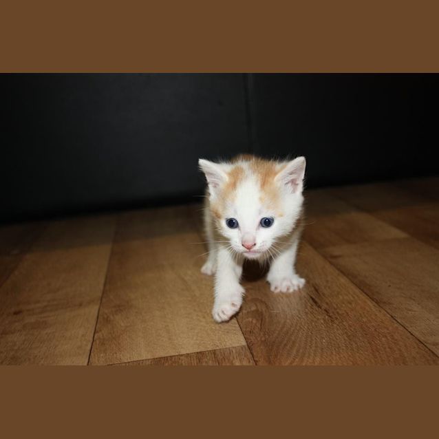 Photo of Oscar