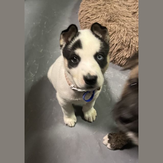 Photo of Trixie   10 Week Old Husky X Bull Arab (Trial)