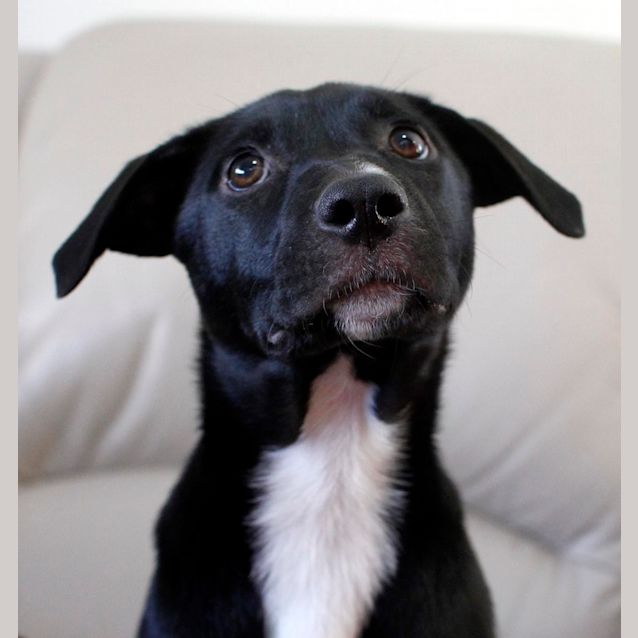 Photo of Jemima (On Trial 17/12/14)~ Rottweiler X Staffy