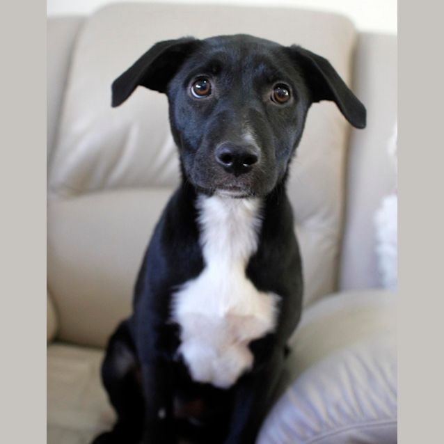 Photo of Jemima (On Trial 17/12/14)~ Rottweiler X Staffy
